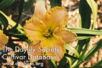 Daylily All the Magic